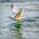 Gull Taking Flight_DSCF4707